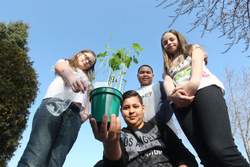 Community garden sprouts at Roseville Public School