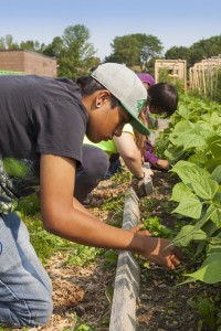 Bendale School Grown Garden, Photo: GreenFuse Photos