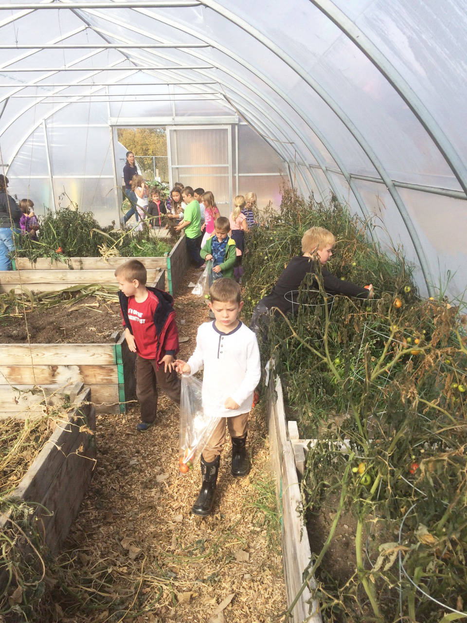 Students dig in to finish harvesting garden produce