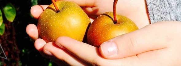 Farm to School a growing program