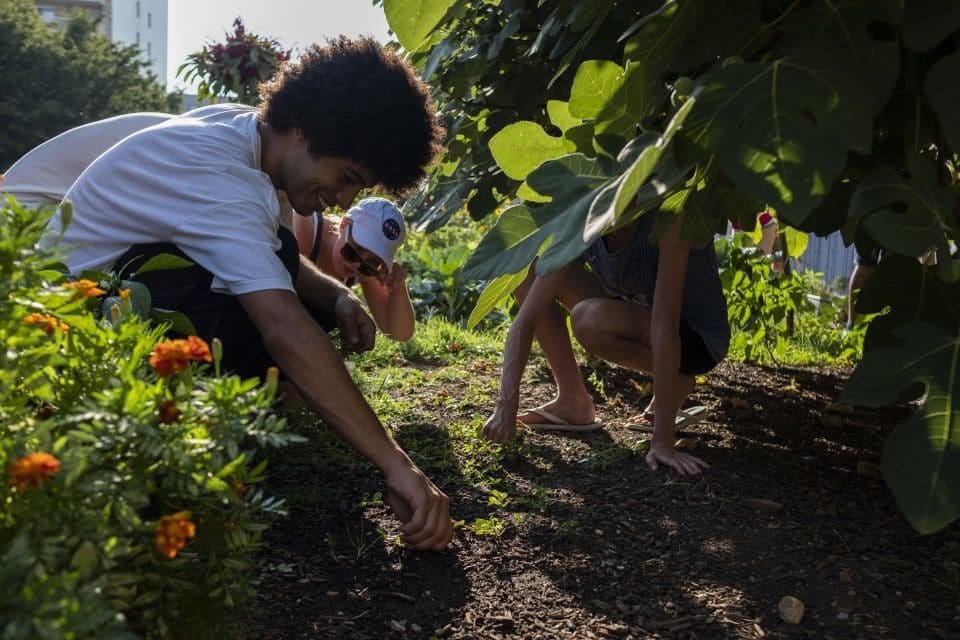 In planting campus gardens, university students root themselves in the larger world
