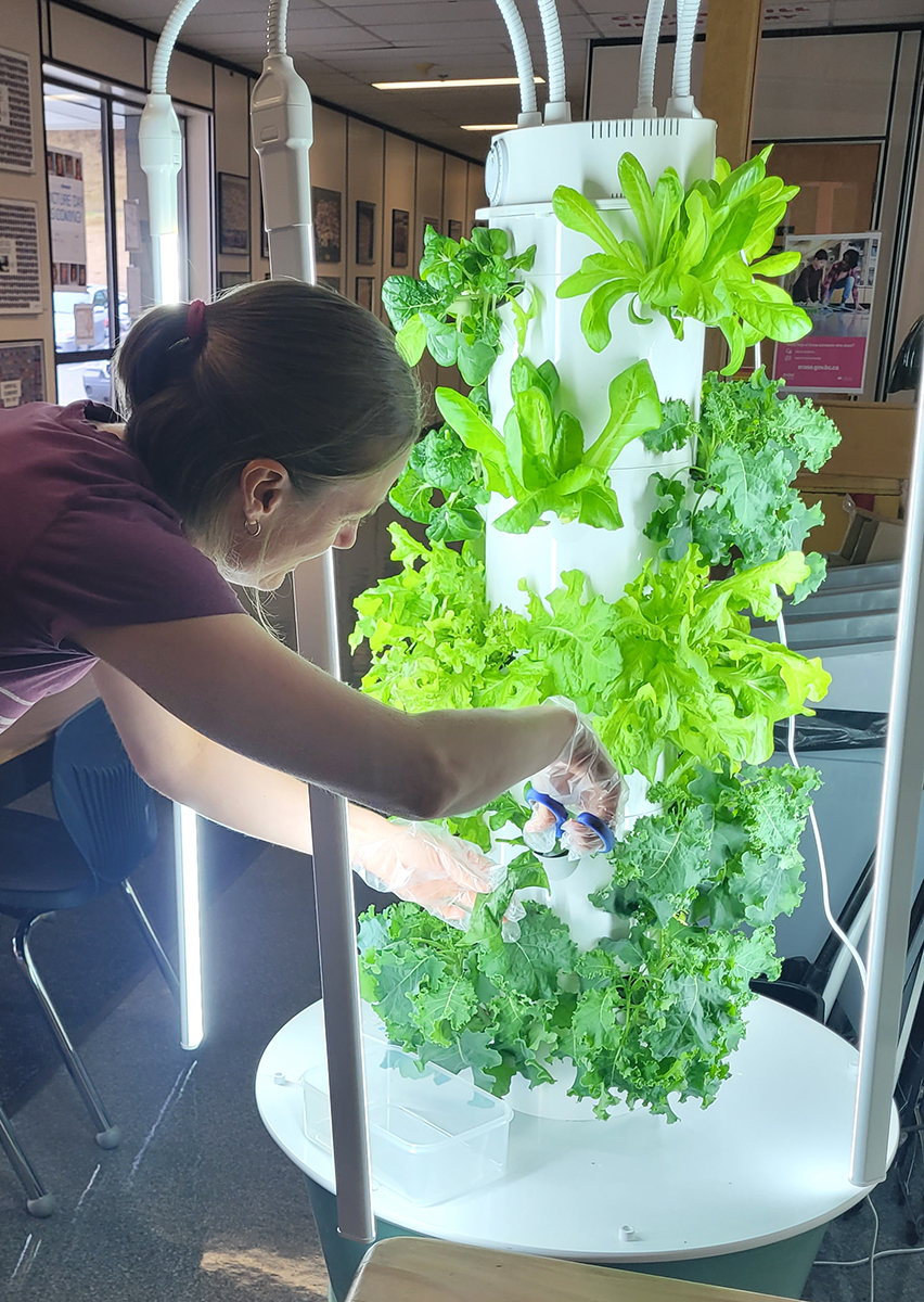 Woman snipping herbs from a grow tower