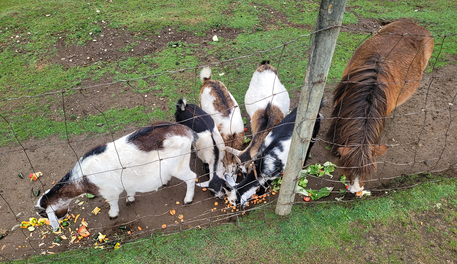 Goats outside eating table scraps 