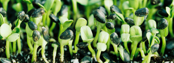 BC Farmer Profile: Growing sprouts and greens for Vancouver Island Schools